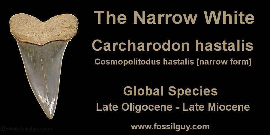 Upper Carcharodon hastalis (Cosmopolitodus hastalis [narrow form]) - Narrow White shark tooth from the Calvert Cliffs of Maryland.