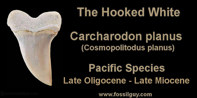 Carcharodon planus (Cosmopolitodus planus) shark tooth from the Templor formation, Shark Tooth Hill, Bakersfield, CA