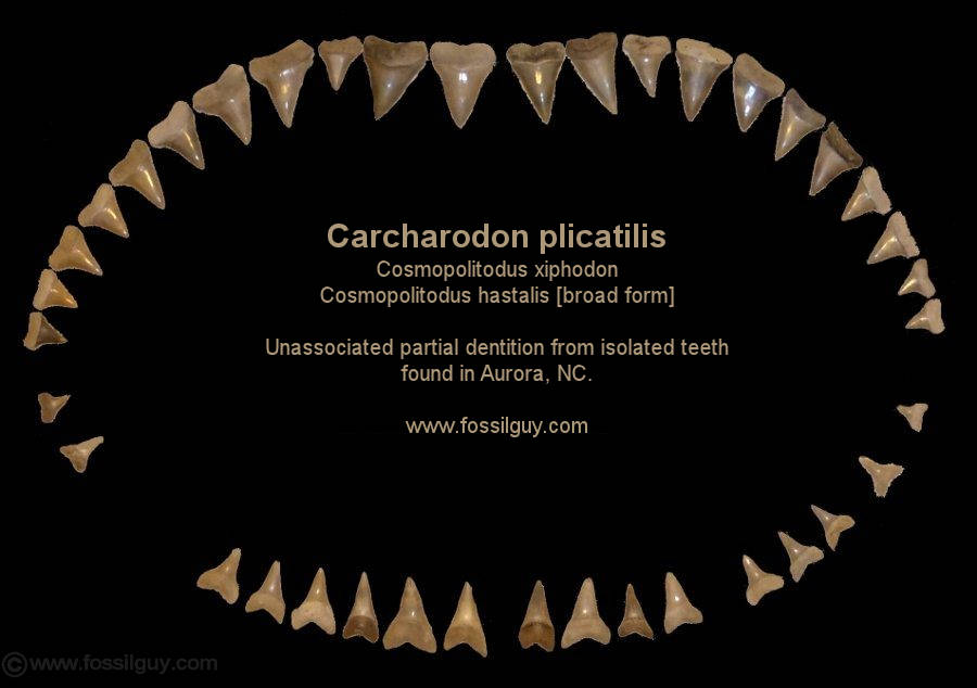Carcharodon plicatilis ( C. xiphodon / C. hastalis [broad form] ) unassociated partial dentition from isolated teeth collected at Aurora, NC.