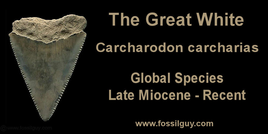 Upper Carcharodon carcharias - Great White - shark tooth from South Carolina.