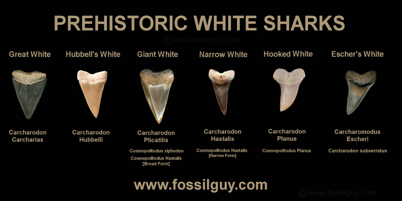 Image showing various White Shark Species - C. carcharias, C. escheri,  C. hastalis [broad form], C. hastalis  [narrow form], and C. planus.