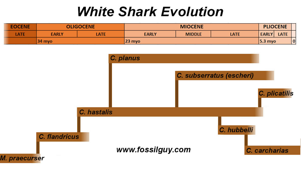Evolution of the Great White Shark - White Shark Lineage