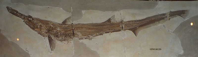 Fossil Goblin Shark - Scapanorhynchus