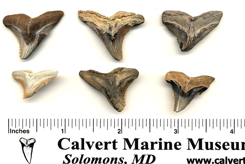 Fossil Snaggletooth Shark Teeth with Bite Pathologies