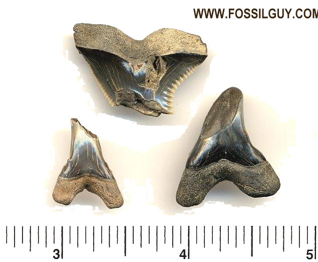 Hemipristis serra shark teeth with bite damage