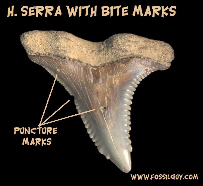 Hemipristis serra shark tooth with puncture marks