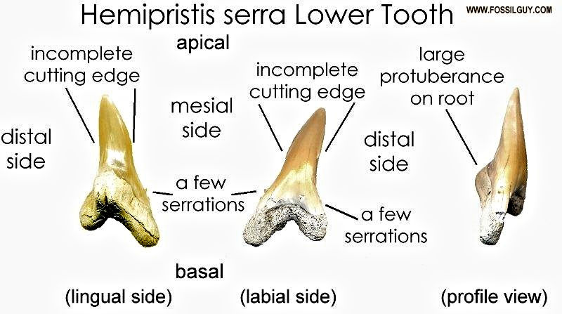 fossil shark teeth identification - hemipristis