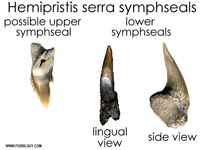 fossil shark teeth identification - snaggletooth