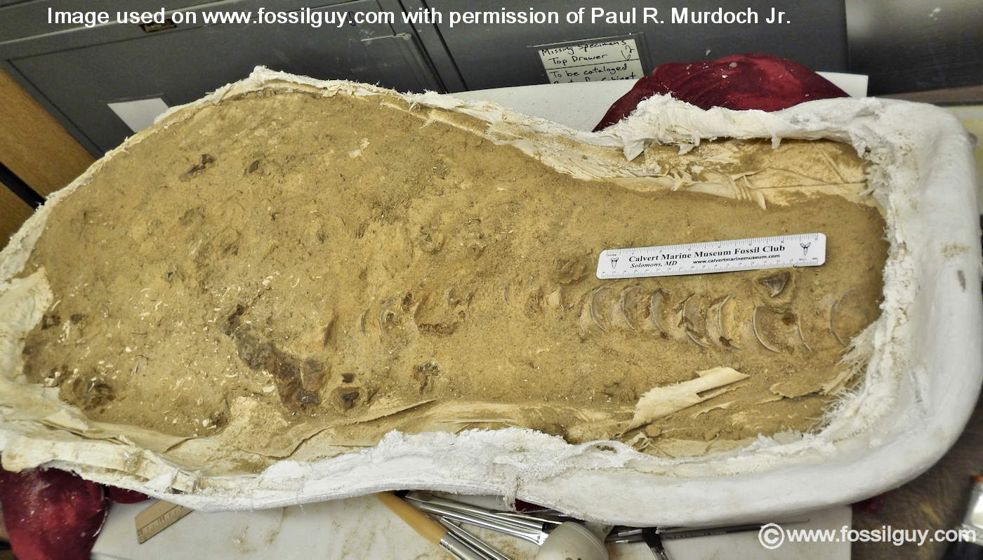 The worlds only Hemipristis serra associated specimen awaiting to be prepped at the Calvert Marine Museum