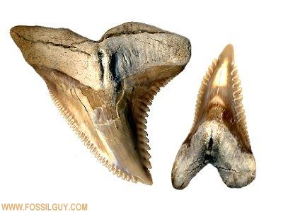 Fossil Snaggletooth Shark tooth found at Calvert Cliffs - Hemipristis serra