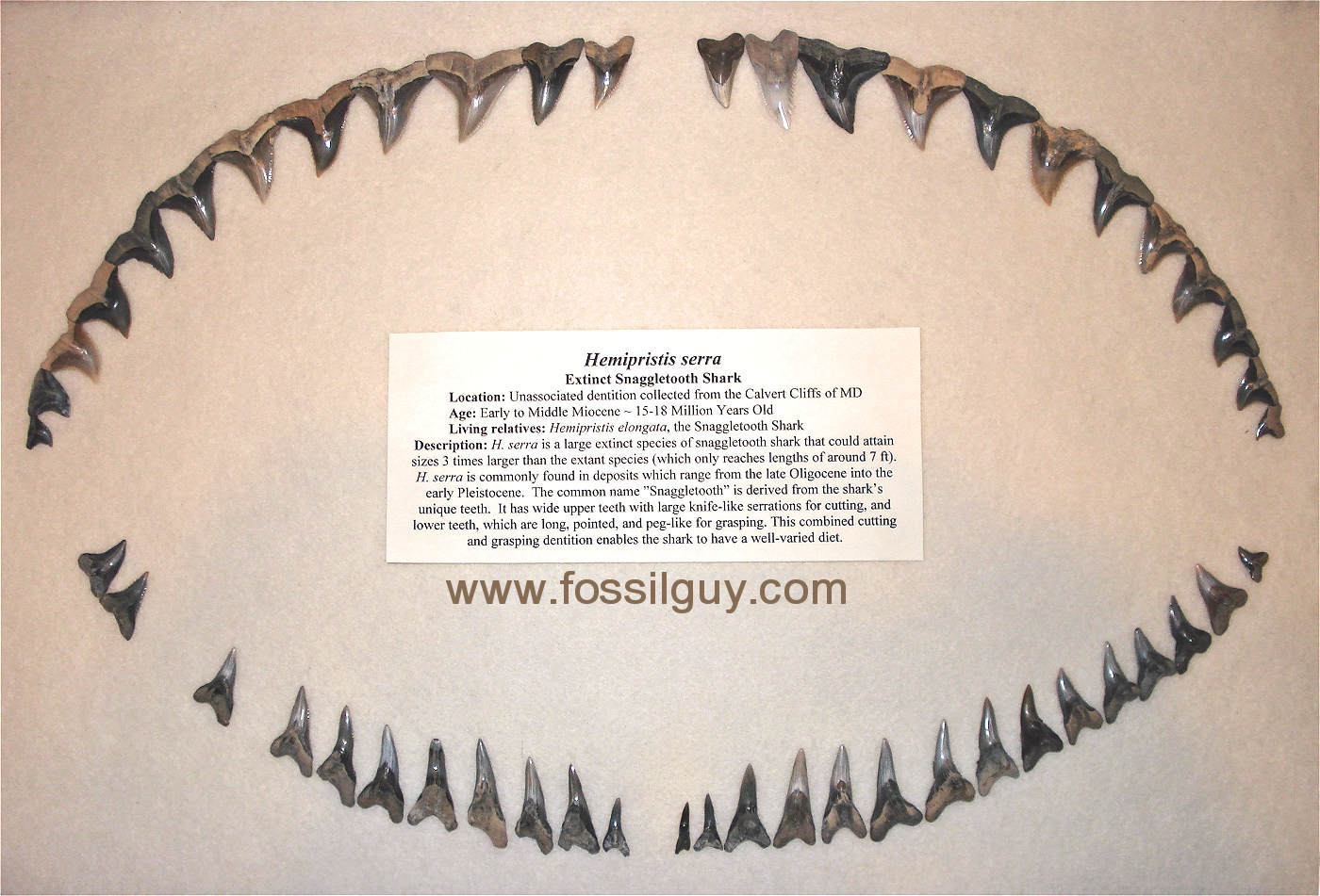 Reconstructed composite Snaggletooth shark jaw from isolated teeth found at the Calvert Cliffs of Maryland.