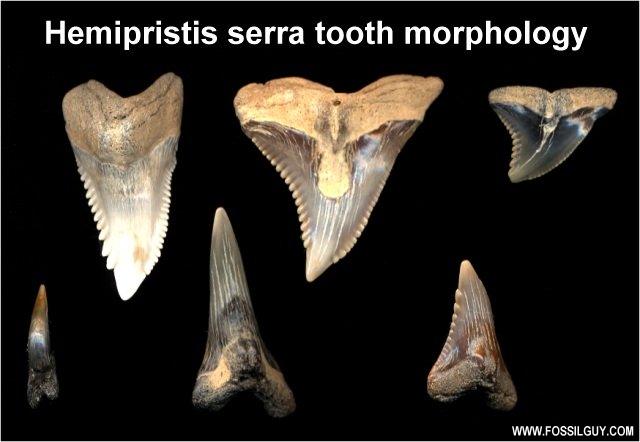 Fossil Snaggletooth Shark Teeth - Showing the range of shapes of the shark teeth