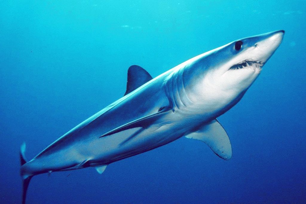 Shortfin Mako Shark - Photographed by: Mark Conlin.