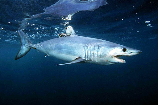 Tagged Shortfin Mako Shark - Photographed by: Mark Conlin.
