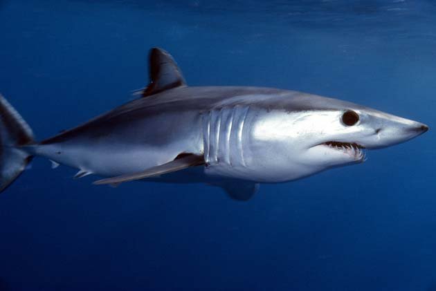 Tagged Shortfin Mako Shark off Catalina Island.