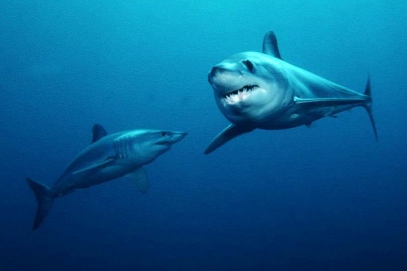 Mako Shark Facts and Information