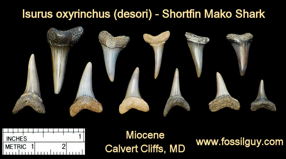 Shortfin Mako Shark Teeth - Isurus oxyrinchus - Calvert Cliffs of Maryland