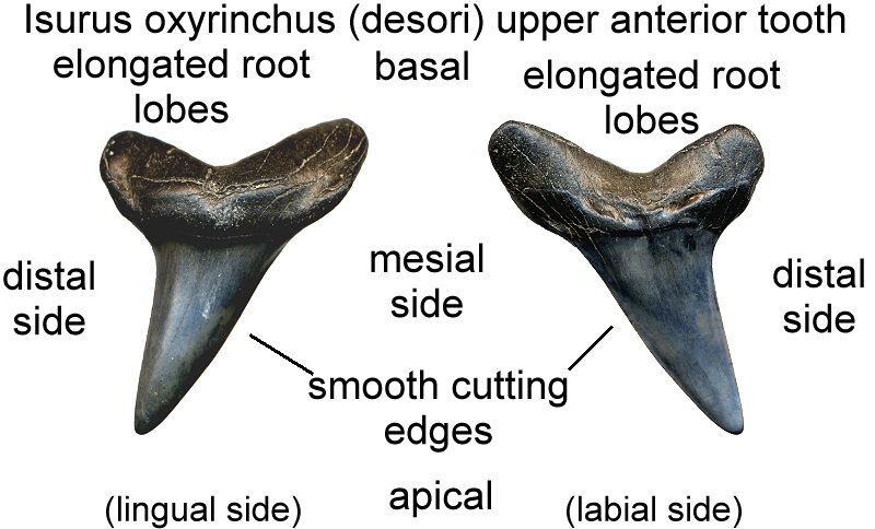 Fossilguy Com Mako Isurus Shark Facts And Information