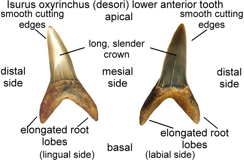 Isurus oxyrinchus lower A3 shark tooth from the Calvert Cliffs of MD