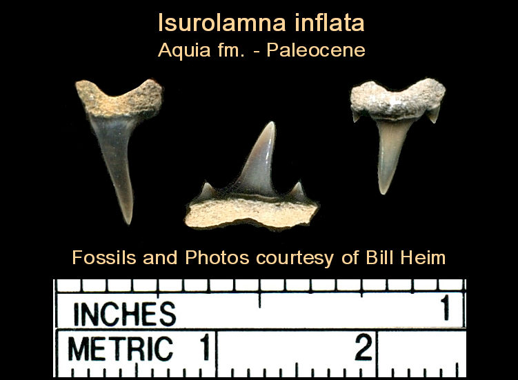 early mako shark teeth - Isurolamna inflata