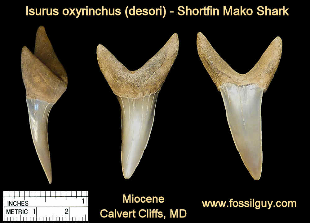 Shortfin Mako Shark Tooth - Isurus oxyrinchus - Calvert Cliffs of Maryland