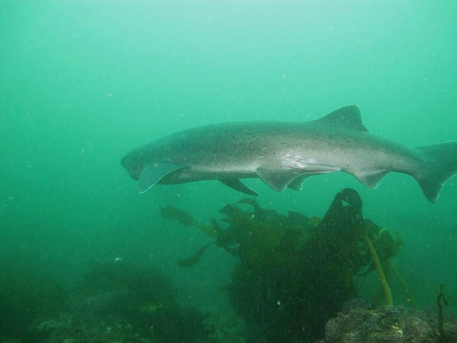 Sevengill Cow Shark off Miller's Point, near Cape Town South Africa.