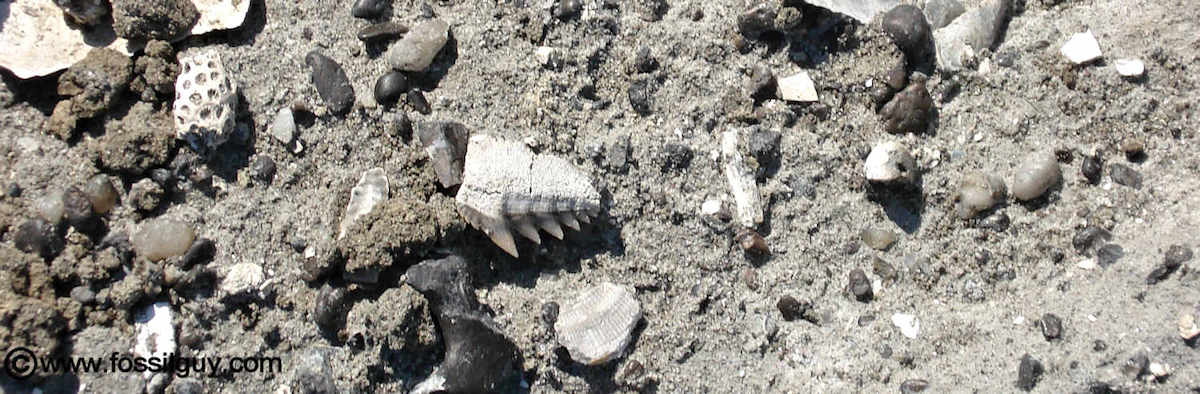 Notorynchus cepedianus cow shark tooth found at Aurora, NC. 