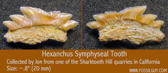 cow shark symphiseal tooth