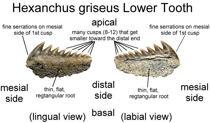 Lower lateral Hexanchus griseus tooth identification diagram from Aurora NC.
