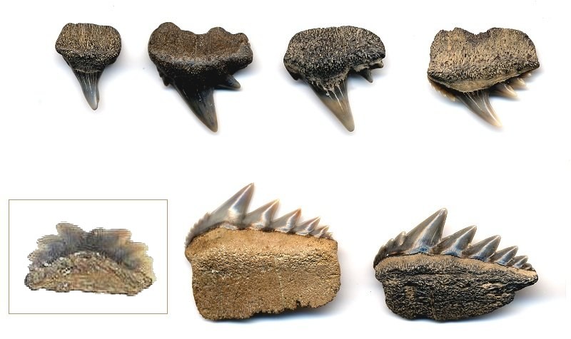 Shark Tooth Identification Chart