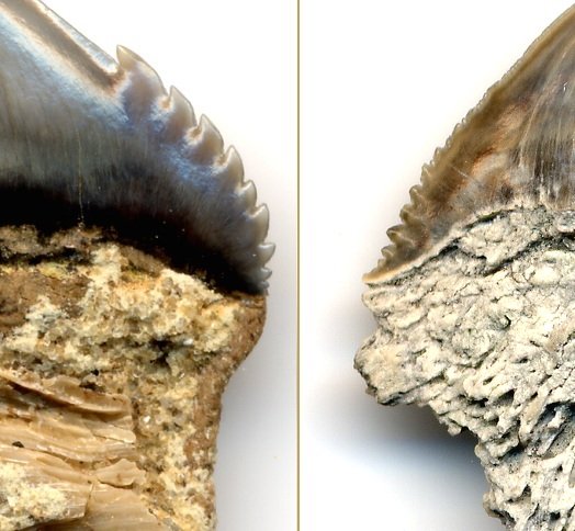 hexanchus vs notorynchus cow shark teeth