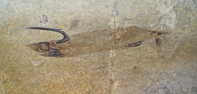 This is the shark, Falcatus falcatus of the Lower Carboniferous, Montana