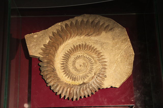 Casting of a helicoprion dental spiral at the aquarium of the Porte Dor�e in Paris during a temporary exhibition on sharks.
