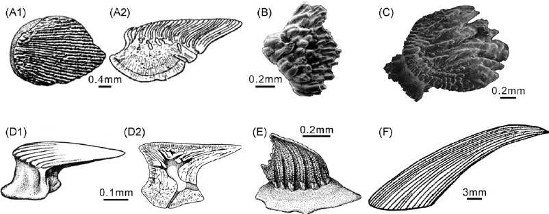 Silurian chondrichthyan (Shark) Fossils
