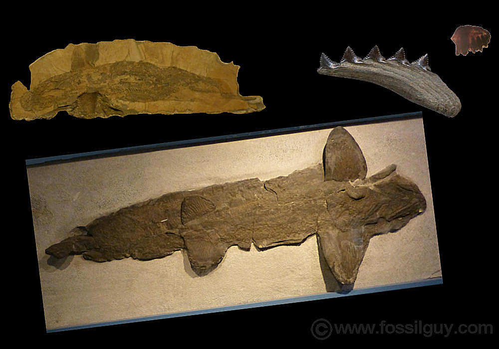 Prehistoric Sharks - History, Origins, and Evolution of Sharks