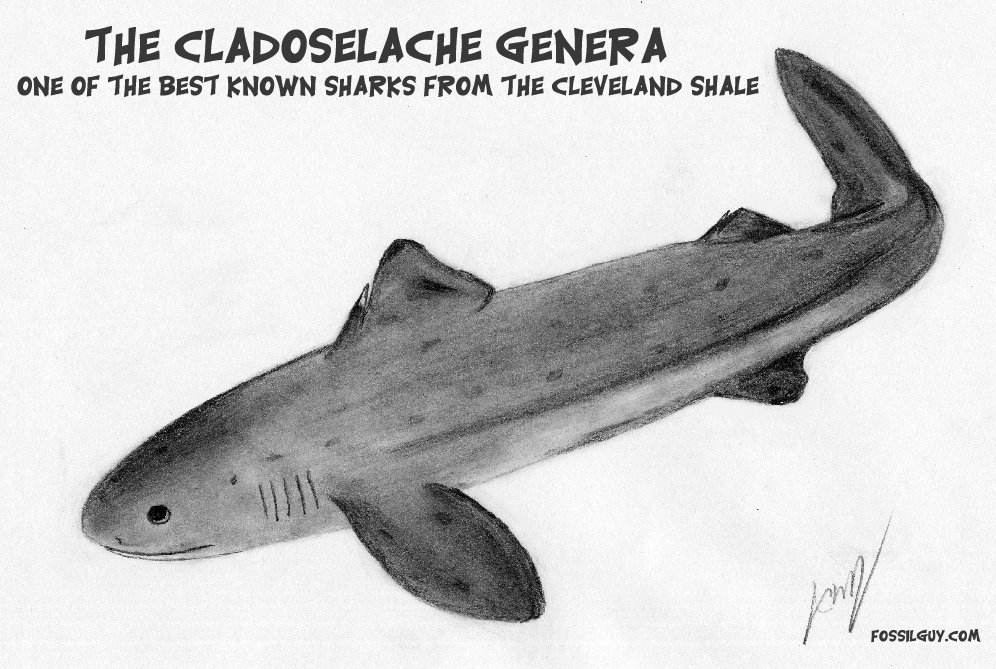 The Cladoselache genera - One of the best known sharks from the Celveland Shale - Prehistoric shark history and evolution through time