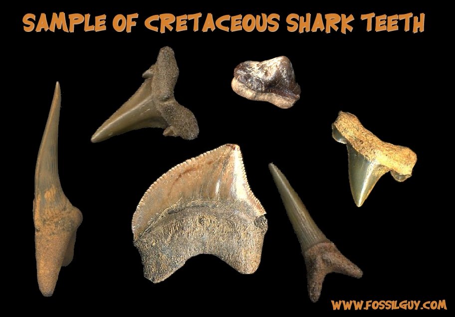 This is a sample of cretaceous fossil shark teeth. Fossil teeth include Scapanorhynchus texanus (Extinct Goblin Shark), Squalicorax pristodontus (Extinct Crow Shark), Ptychodus sp. (Extinct Shell-Crushing Shark), and Cretolamna appendiculata (Extinct Mackerel Shark)