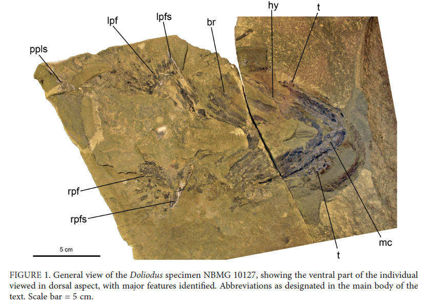 Worlds oldest intact shark fossil