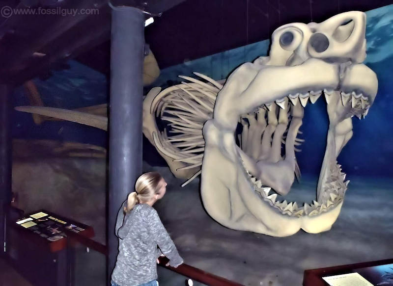Sharks grew into giants in the Cenozoic. The Megalodon shark is a prime example.