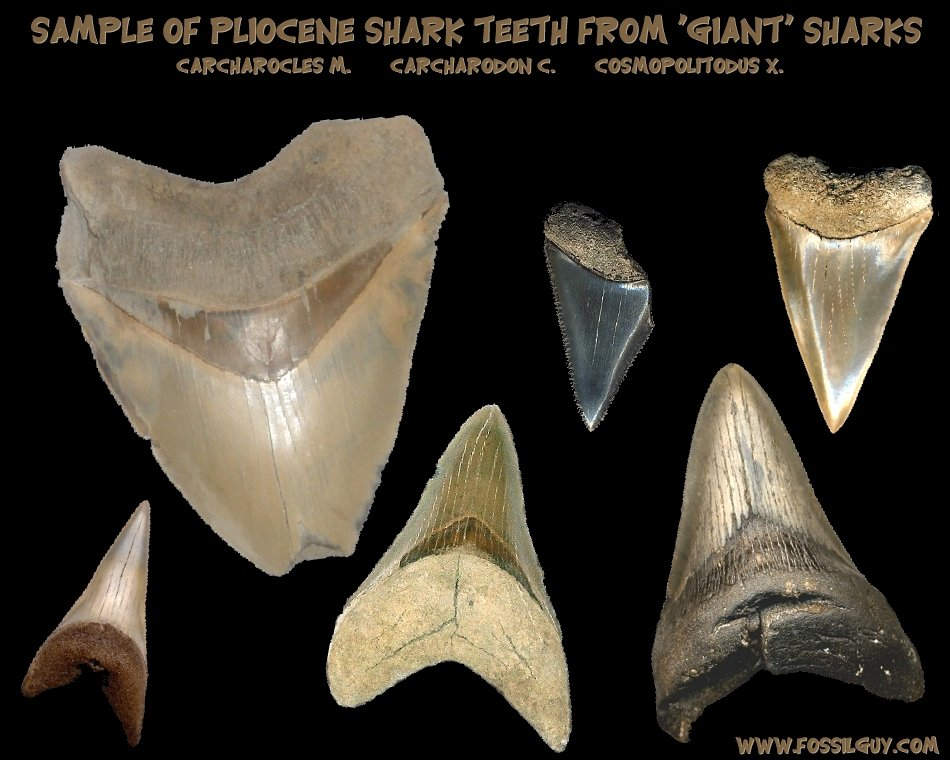 This is a sample of the giant fossil sharks of the pliocene. Fossil teeth include Carcharocles megalodon, Carcharodon carcharias, and Cosmopolitodus xiphodon.