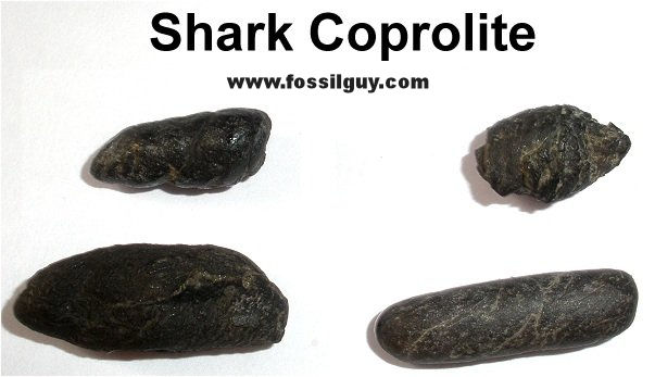 Fossil shark poop - Coprolites
