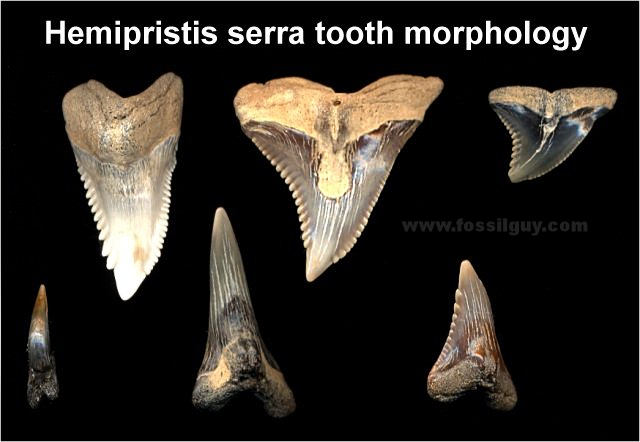 JahreFossil Shark teeth 5x Fossil Haizähne 2-3 cm  in mini Box ca 40-70 Mio 