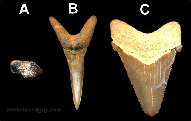 Types Of Shark Teeth Chart