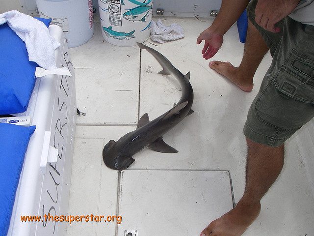 Bonnethead Hammerhead Shark Photo