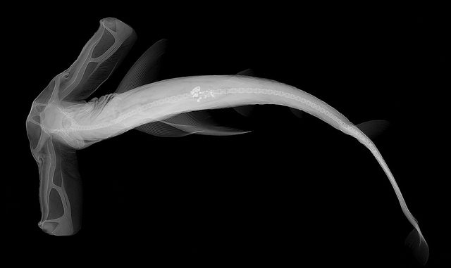 Winghead Hammerhead Shark X-ray from 