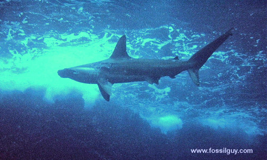 Hammerhead Shark in Galapagos