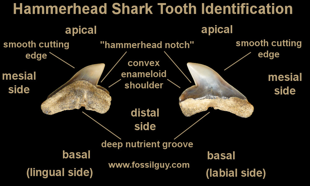 Hammerhead shark tooth identification