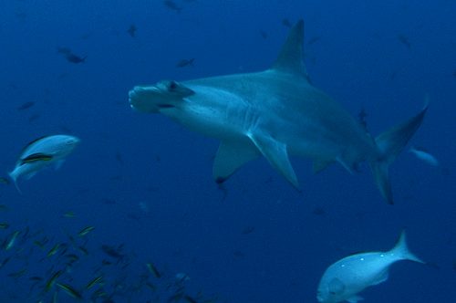 Scalloped Hammerhead Shark Photo