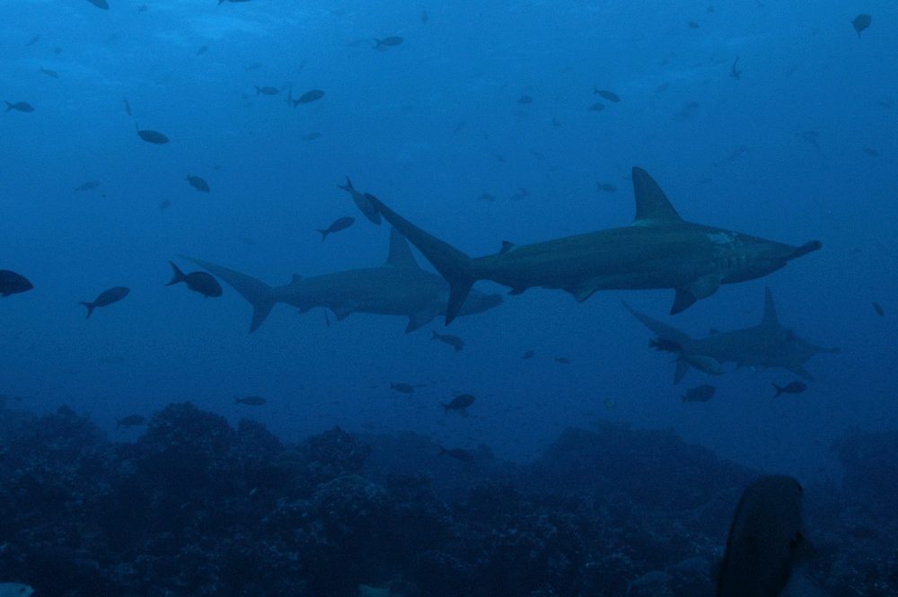 Three Scalloped hammerhead sharks schooling near the reef.
