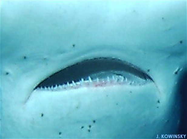 Here is a close-up of hammerhead shark the teeth. Pretty cool.
